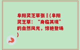 阜阳灵芝草张嫚(阜阳灵芝草：“身临其境”的自然风光，惊艳登场)