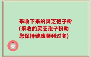 采收下来的灵芝孢子粉(采收的灵芝孢子粉助您保持健康顺利过冬)