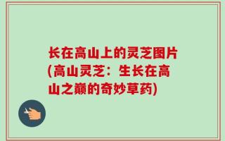 长在高山上的灵芝图片(高山灵芝：生长在高山之巅的奇妙草药)