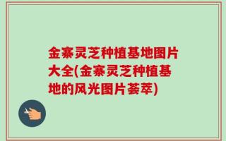 金寨灵芝种植基地图片大全(金寨灵芝种植基地的风光图片荟萃)