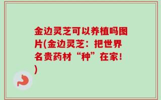 金边灵芝可以养植吗图片(金边灵芝：把世界名贵药材“种”在家！)