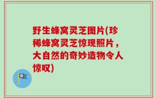 野生蜂窝灵芝图片(珍稀蜂窝灵芝惊现照片，大自然的奇妙造物令人惊叹)