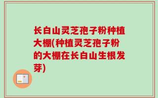 长白山灵芝孢子粉种植大棚(种植灵芝孢子粉的大棚在长白山生根发芽)