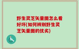 野生灵芝矢量图怎么看好坏(如何辨别野生灵芝矢量图的优劣)