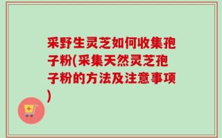 采野生灵芝如何收集孢子粉(采集天然灵芝孢子粉的方法及注意事项)