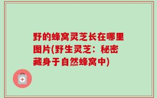 野的蜂窝灵芝长在哪里图片(野生灵芝：秘密藏身于自然蜂窝中)