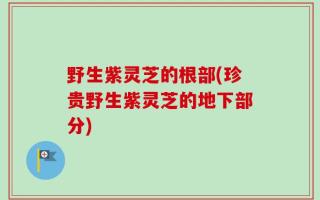 野生紫灵芝的根部(珍贵野生紫灵芝的地下部分)