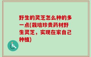 野生的灵芝怎么种的多一点(栽培珍贵药材野生灵芝，实现在家自己种植)