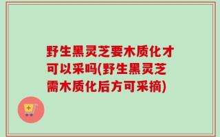 野生黑灵芝要木质化才可以采吗(野生黑灵芝需木质化后方可采摘)
