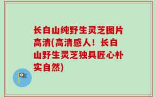 长白山纯野生灵芝图片高清(高清感人！长白山野生灵芝独具匠心朴实自然)