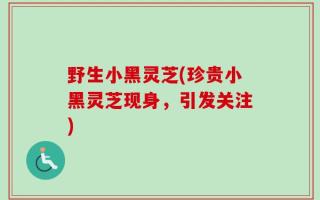 野生小黑灵芝(珍贵小黑灵芝现身，引发关注)