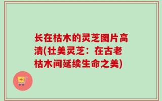 长在枯木的灵芝图片高清(壮美灵芝：在古老枯木间延续生命之美)