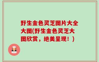 野生金色灵芝图片大全大图(野生金色灵芝大图欣赏，绝美呈现！)