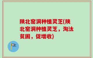 陕北窑洞种植灵芝(陕北窑洞种植灵芝，淘汰贫困，促增收)