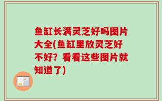 鱼缸长满灵芝好吗图片大全(鱼缸里放灵芝好不好？看看这些图片就知道了)
