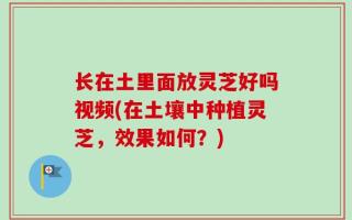 长在土里面放灵芝好吗视频(在土壤中种植灵芝，效果如何？)