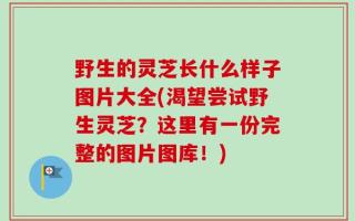 野生的灵芝长什么样子图片大全(渴望尝试野生灵芝？这里有一份完整的图片图库！)