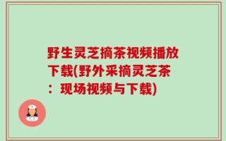 野生灵芝摘茶视频播放下载(野外采摘灵芝茶：现场视频与下载)