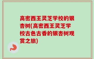 高密西王灵芝学校的银杏树(高密西王灵芝学校古色古香的银杏树观赏之旅)