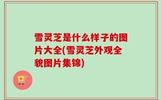 雪灵芝是什么样子的图片大全(雪灵芝外观全貌图片集锦)