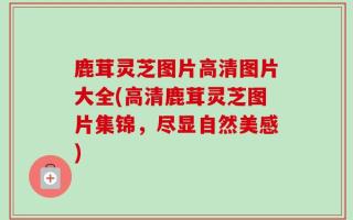 鹿茸灵芝图片高清图片大全(高清鹿茸灵芝图片集锦，尽显自然美感)