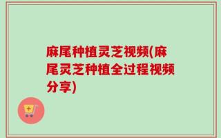 麻尾种植灵芝视频(麻尾灵芝种植全过程视频分享)