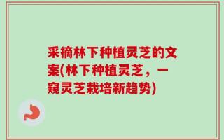 采摘林下种植灵芝的文案(林下种植灵芝，一窥灵芝栽培新趋势)