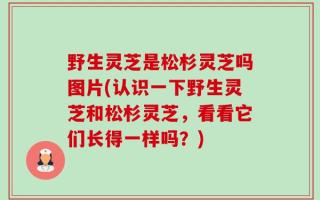 野生灵芝是松杉灵芝吗图片(认识一下野生灵芝和松杉灵芝，看看它们长得一样吗？)