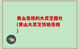 黄山发现的大灵芝图片(黄山大灵芝惊艳亮相)
