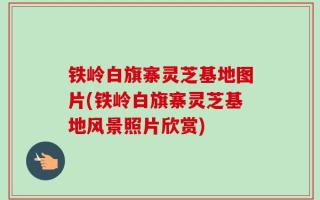 铁岭白旗寨灵芝基地图片(铁岭白旗寨灵芝基地风景照片欣赏)