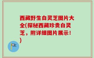 西藏野生白灵芝图片大全(探秘西藏珍贵白灵芝，附详细图片展示！)