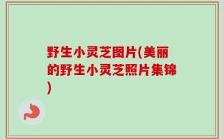 野生小灵芝图片(美丽的野生小灵芝照片集锦)