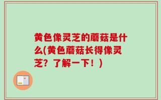 黄色像灵芝的蘑菇是什么(黄色蘑菇长得像灵芝？了解一下！)