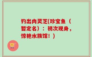 钓出肉灵芝(珍宝鱼（暂定名）：初次现身，惊艳水族馆！)