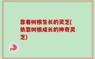 靠着树根生长的灵芝(依靠树根成长的神奇灵芝)