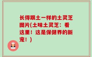长得跟土一样的土灵芝图片(土味土灵芝：看这里！这是保健界的新宠！)