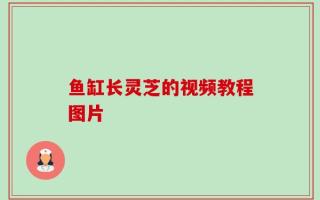 鱼缸长灵芝的视频教程图片
