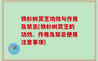铁杉树灵芝功效与作用及禁忌(铁杉树灵芝的功效、作用及禁忌使用注意事项)