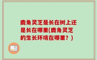 鹿角灵芝是长在树上还是长在哪里(鹿角灵芝的生长环境在哪里？)