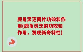 鹿角灵芝图片功效和作用(鹿角灵芝的功效和作用，发现新奇特性)