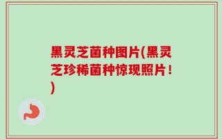 黑灵芝菌种图片(黑灵芝珍稀菌种惊现照片！)