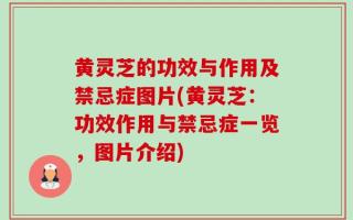 黄灵芝的功效与作用及禁忌症图片(黄灵芝：功效作用与禁忌症一览，图片介绍)