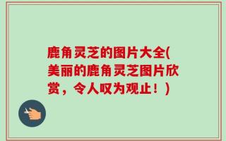 鹿角灵芝的图片大全(美丽的鹿角灵芝图片欣赏，令人叹为观止！)