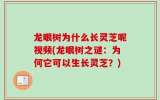 龙眼树为什么长灵芝呢视频(龙眼树之谜：为何它可以生长灵芝？)