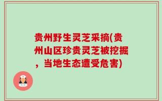 贵州野生灵芝采摘(贵州山区珍贵灵芝被挖掘，当地生态遭受危害)