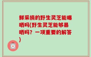 鲜采摘的野生灵芝能曝晒吗(野生灵芝能够暴晒吗？一项重要的解答)