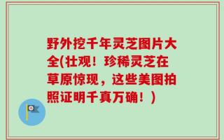 野外挖千年灵芝图片大全(壮观！珍稀灵芝在草原惊现，这些美图拍照证明千真万确！)