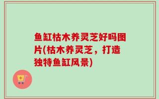 鱼缸枯木养灵芝好吗图片(枯木养灵芝，打造独特鱼缸风景)