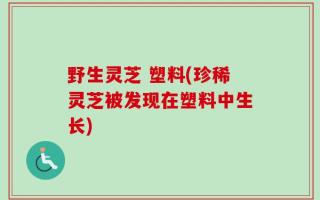 野生灵芝 塑料(珍稀灵芝被发现在塑料中生长)