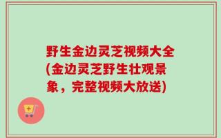 野生金边灵芝视频大全(金边灵芝野生壮观景象，完整视频大放送)